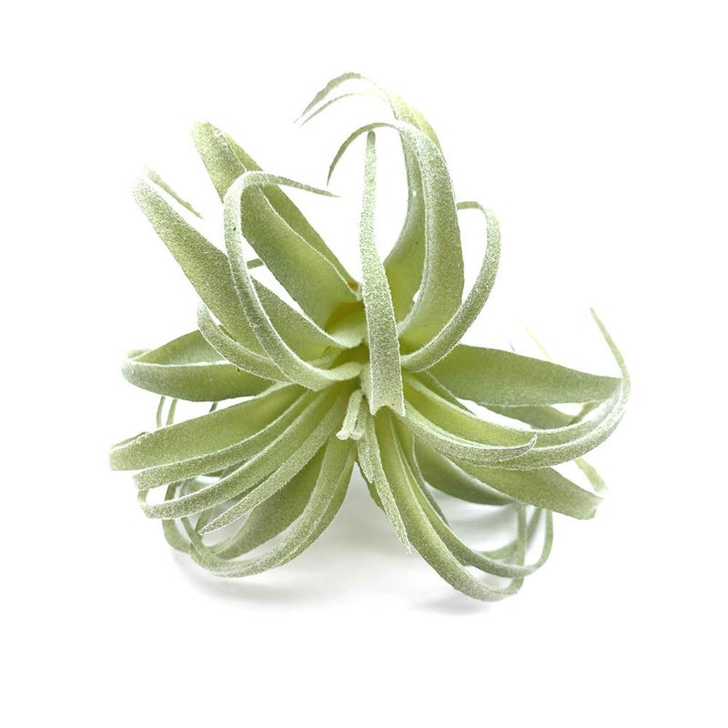 EBUYOM 2 PCS Artificial Succulents Plants Real Touch Lifelike Succulants Plants Faux Greenery Plants Garden DIY Home Office Decoration Ornament (Flocking Air Plant) - Image 5